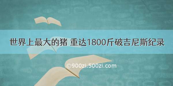 世界上最大的猪 重达1800斤破吉尼斯纪录