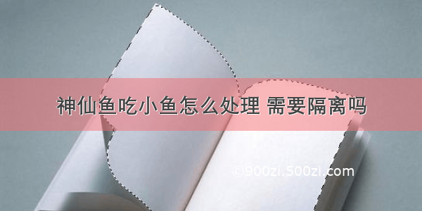 神仙鱼吃小鱼怎么处理 需要隔离吗