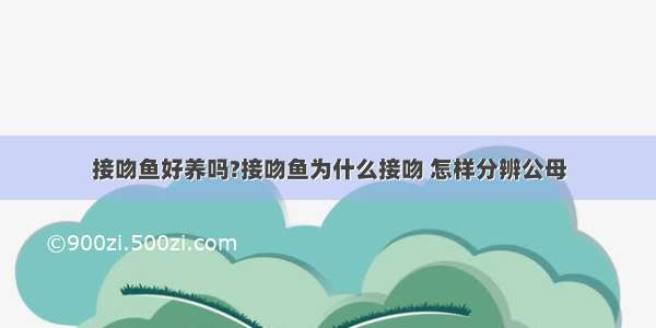 接吻鱼好养吗?接吻鱼为什么接吻 怎样分辨公母