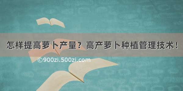 怎样提高萝卜产量？高产萝卜种植管理技术！