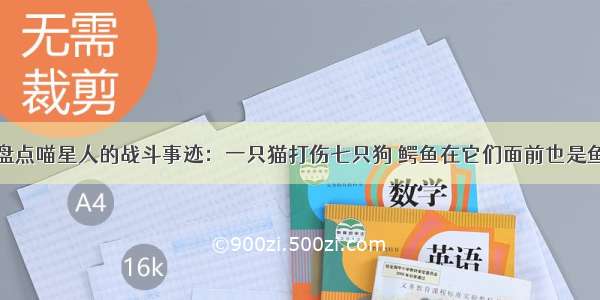 盘点喵星人的战斗事迹：一只猫打伤七只狗 鳄鱼在它们面前也是鱼