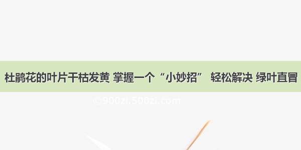 杜鹃花的叶片干枯发黄 掌握一个“小妙招” 轻松解决 绿叶直冒