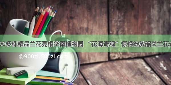 我市4000多株精品兰花亮相华南植物园 “花海奇观”惊艳绽放韶关兰花走红羊城