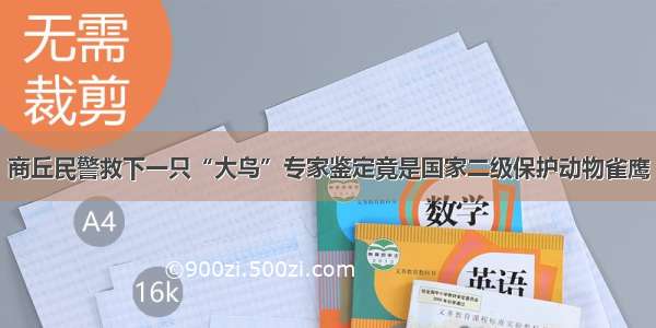 商丘民警救下一只“大鸟”专家鉴定竟是国家二级保护动物雀鹰