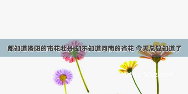 都知道洛阳的市花牡丹 却不知道河南的省花 今天总算知道了