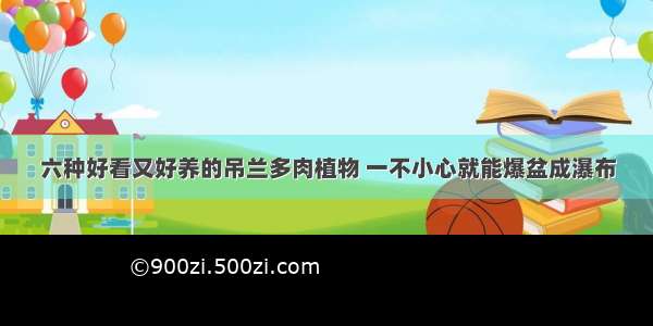 六种好看又好养的吊兰多肉植物 一不小心就能爆盆成瀑布