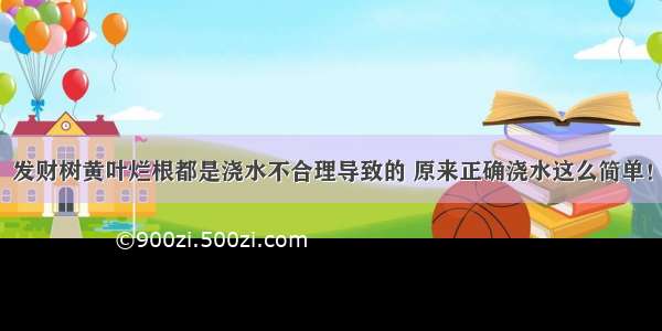 发财树黄叶烂根都是浇水不合理导致的 原来正确浇水这么简单！