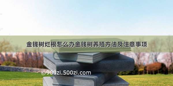 金钱树烂根怎么办金钱树养殖方法及注意事项