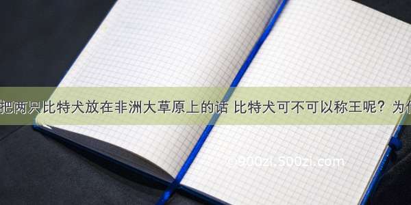 如果把两只比特犬放在非洲大草原上的话 比特犬可不可以称王呢？为什么？