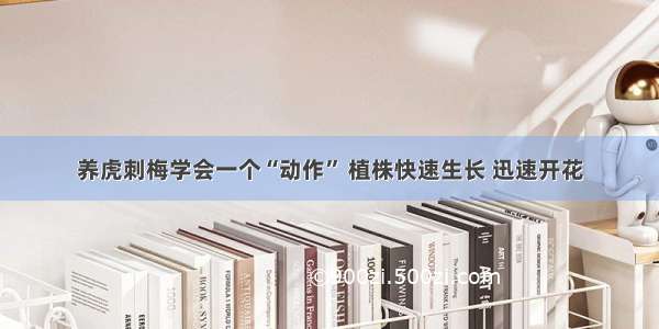 养虎刺梅学会一个“动作” 植株快速生长 迅速开花