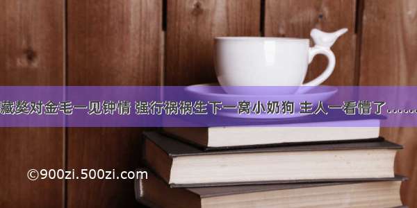 藏獒对金毛一见钟情 强行祸祸生下一窝小奶狗 主人一看懵了……