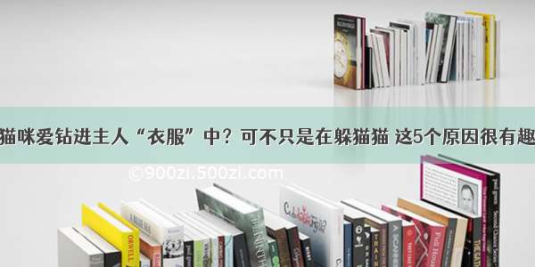 猫咪爱钻进主人“衣服”中？可不只是在躲猫猫 这5个原因很有趣