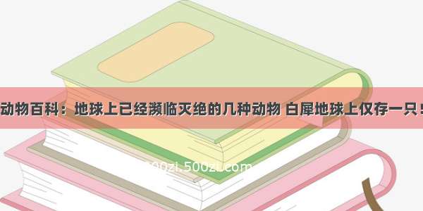 动物百科：地球上已经濒临灭绝的几种动物 白犀地球上仅存一只！