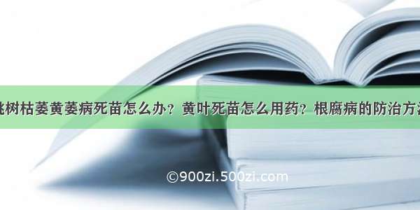 桃树枯萎黄萎病死苗怎么办？黄叶死苗怎么用药？根腐病的防治方法