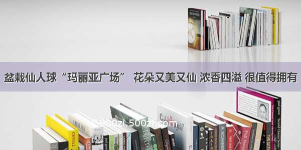 盆栽仙人球“玛丽亚广场” 花朵又美又仙 浓香四溢 很值得拥有