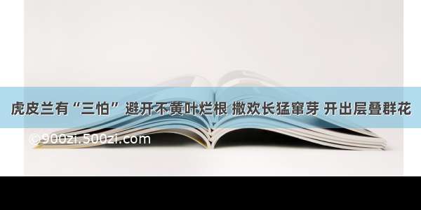 虎皮兰有“三怕” 避开不黄叶烂根 撒欢长猛窜芽 开出层叠群花