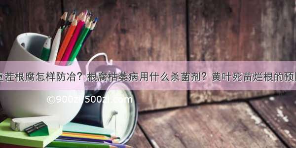 杨梅重茬根腐怎样防冶？根腐枯萎病用什么杀菌剂？黄叶死苗烂根的预防方法