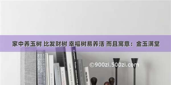 家中养玉树 比发财树 幸福树易养活 而且寓意：金玉满堂