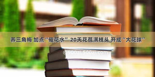 养三角梅 加点“催花水” 20天花苞满枝头 开成“大花球”