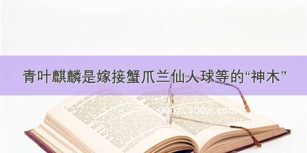 青叶麒麟是嫁接蟹爪兰仙人球等的“神木”