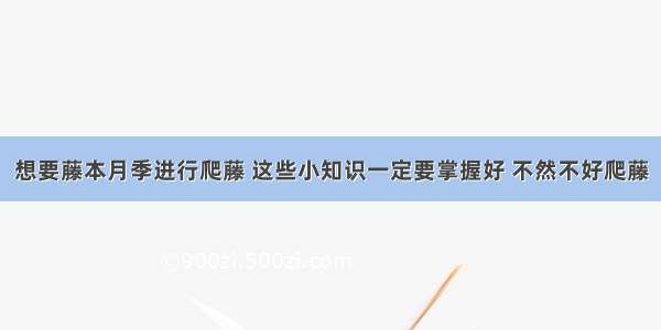 想要藤本月季进行爬藤 这些小知识一定要掌握好 不然不好爬藤