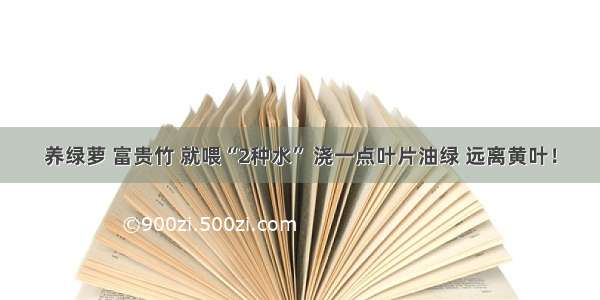 养绿萝 富贵竹 就喂“2种水” 浇一点叶片油绿 远离黄叶！