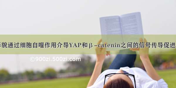 钛表面纳米形貌通过细胞自噬作用介导YAP和β-catenin之间的信号传导促进细胞成骨分化