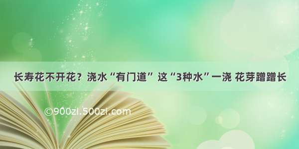 长寿花不开花？浇水“有门道” 这“3种水”一浇 花芽蹭蹭长