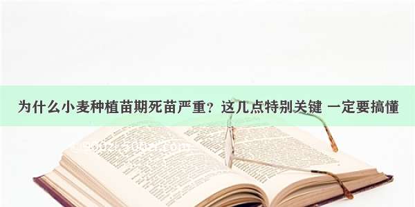 为什么小麦种植苗期死苗严重？这几点特别关键 一定要搞懂