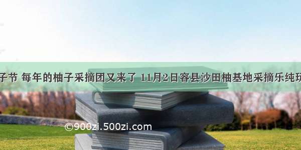 又到柚子节 每年的柚子采摘团又来了 11月2日容县沙田柚基地采摘乐纯玩一日游