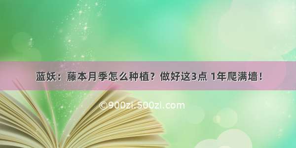 蓝妖：藤本月季怎么种植？做好这3点 1年爬满墙！