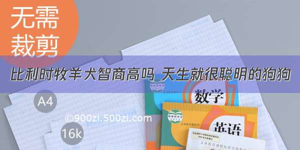 比利时牧羊犬智商高吗 天生就很聪明的狗狗