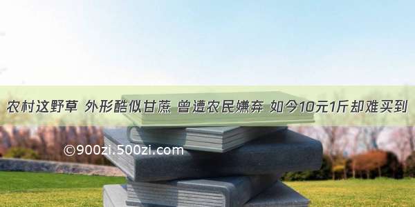 农村这野草 外形酷似甘蔗 曾遭农民嫌弃 如今10元1斤却难买到