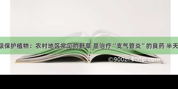 国家二级保护植物：农村地区常见的野草 是治疗“支气管炎”的良药 半天就止咳！