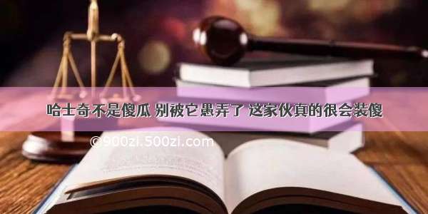 哈士奇不是傻瓜 别被它愚弄了 这家伙真的很会装傻