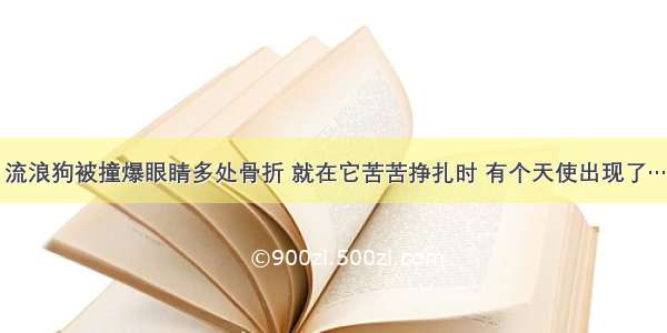 流浪狗被撞爆眼睛多处骨折 就在它苦苦挣扎时 有个天使出现了…