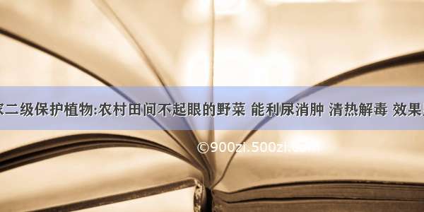 国家二级保护植物:农村田间不起眼的野菜 能利尿消肿 清热解毒 效果显著