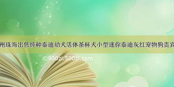 广州珠海出售纯种泰迪幼犬活体茶杯犬小型迷你泰迪灰红宠物狗贵宾犬