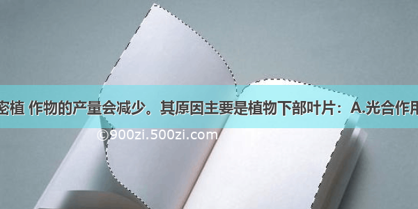 单选题过度密植 作物的产量会减少。其原因主要是植物下部叶片：A.光合作用大于呼吸作