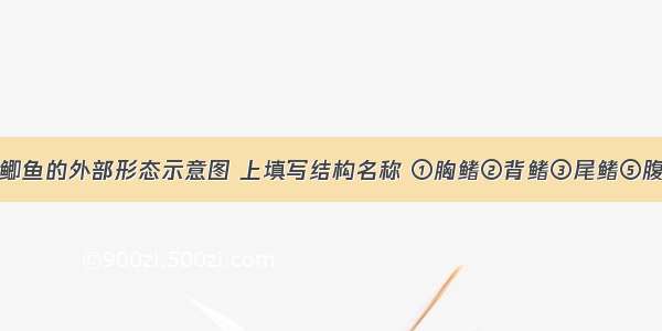 如表图是鲫鱼的外部形态示意图 上填写结构名称 ①胸鳍②背鳍③尾鳍⑤腹鳍其中能