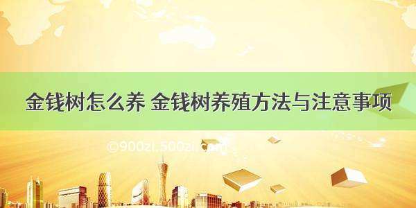 金钱树怎么养 金钱树养殖方法与注意事项