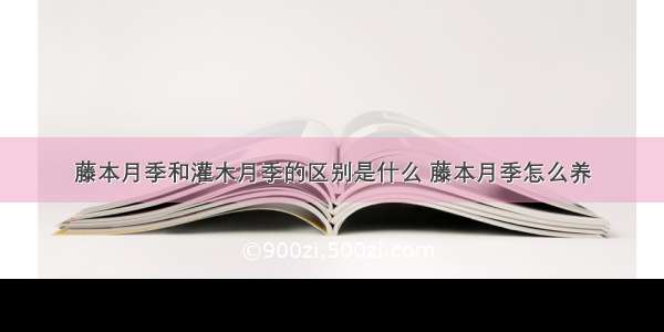 藤本月季和灌木月季的区别是什么 藤本月季怎么养