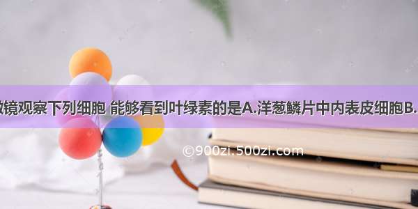 单选题用显微镜观察下列细胞 能够看到叶绿素的是A.洋葱鳞片中内表皮细胞B.人口腔上皮细